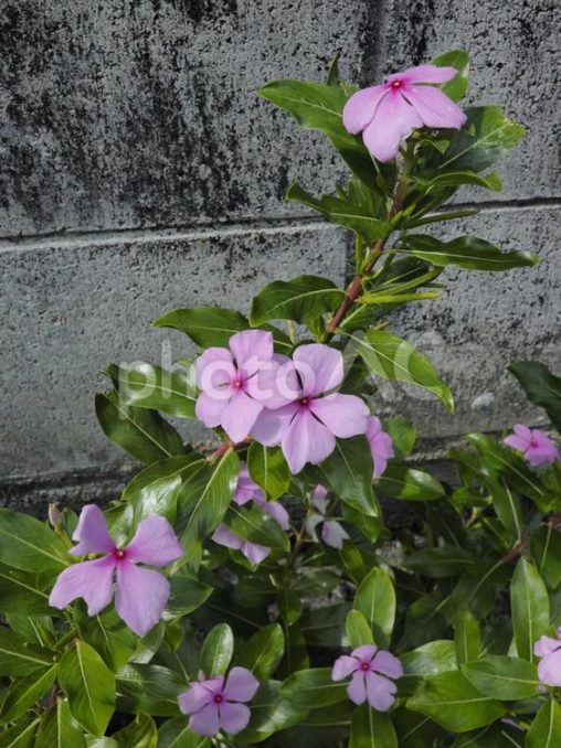 ピンクのニチニチソウ（沖縄県那覇市）