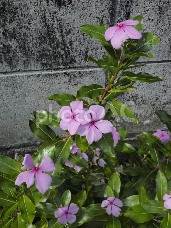 ピンクのニチニチソウ（沖縄県那覇市）