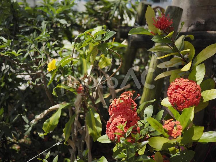 サンタンカ、イクソラ（沖縄県那覇市）