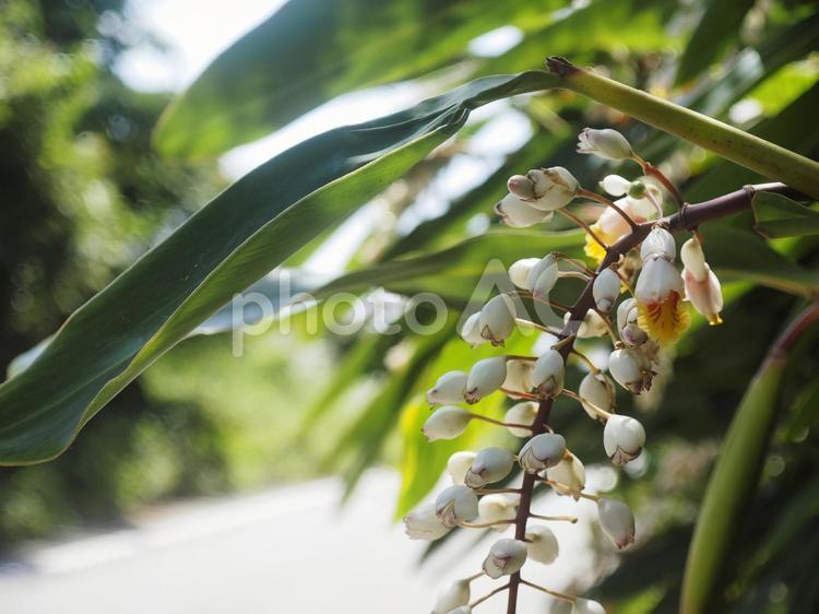月桃の花（沖縄県宜野座村）