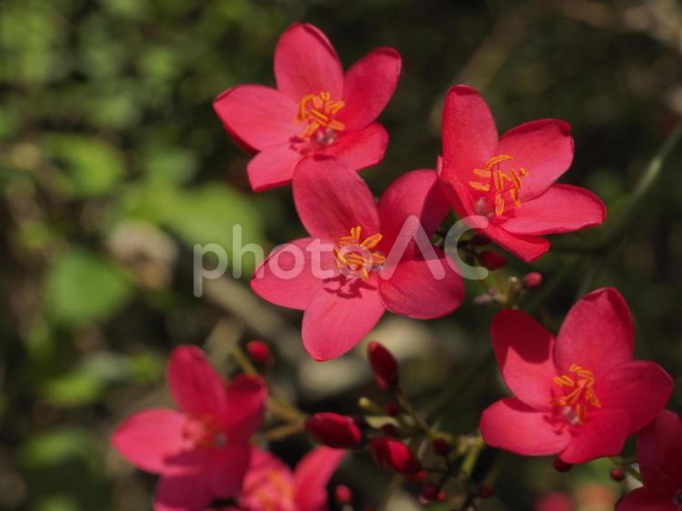 テイキンザクラ〔提琴桜〕（沖縄県那覇市）