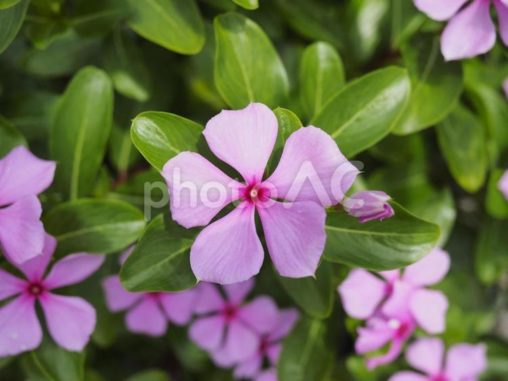 ピンクのニチニチソウ（沖縄県那覇市）