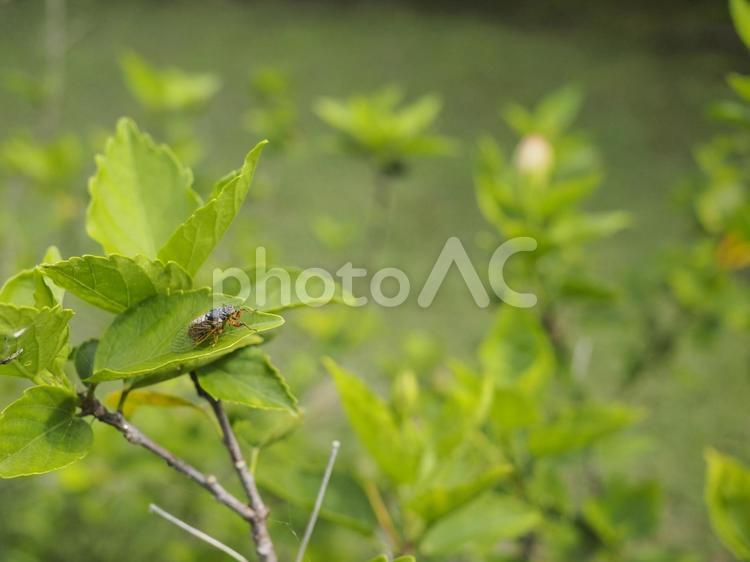 イワサキクサゼミ（沖縄県那覇市）