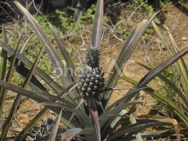 育成中のパイナップル（沖縄県名護市）