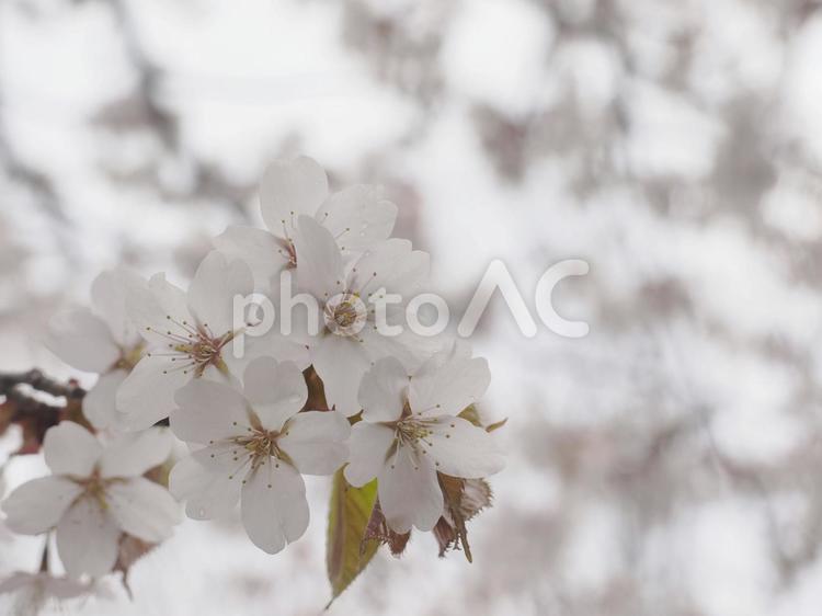エゾヤマザクラ（北海道札幌市）