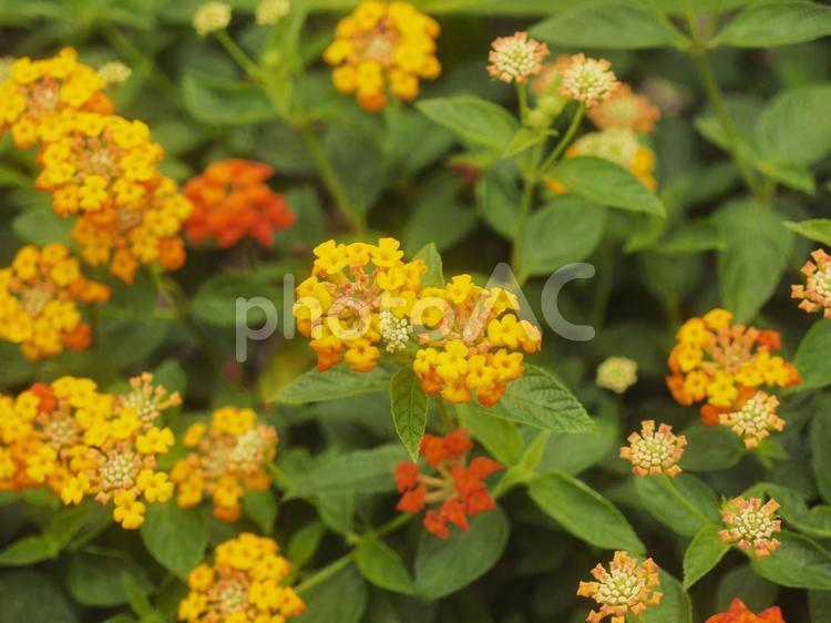 花壇に咲いたランタナ（沖縄県浦添市）