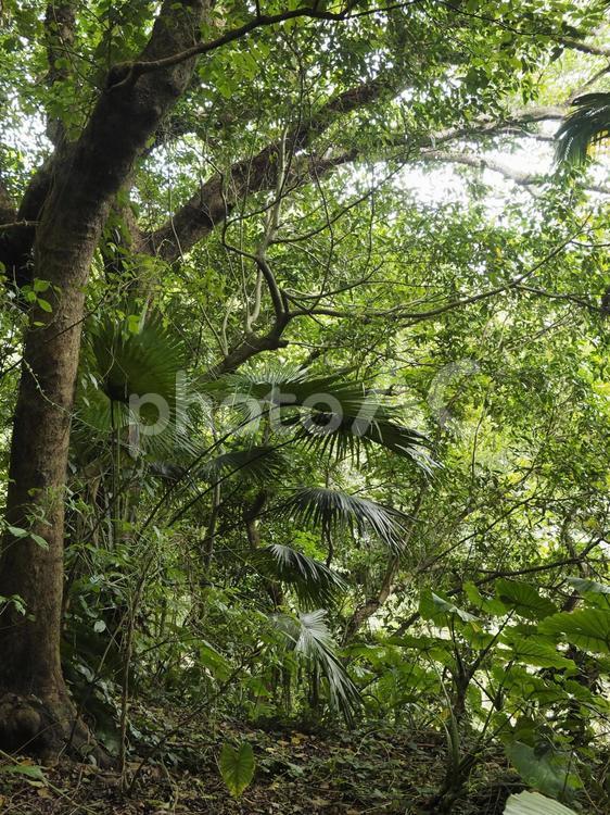 沖縄の森林、末吉公園（沖縄県那覇市）
