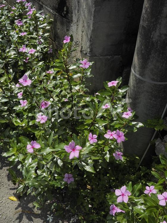 ピンクのニチニチソウ（沖縄県那覇市）