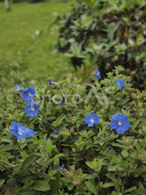 アメリカンブルー（沖縄県那覇市）