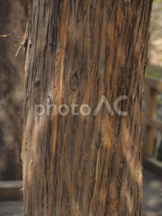 スギの幹（北海道札幌市、円山原始林）