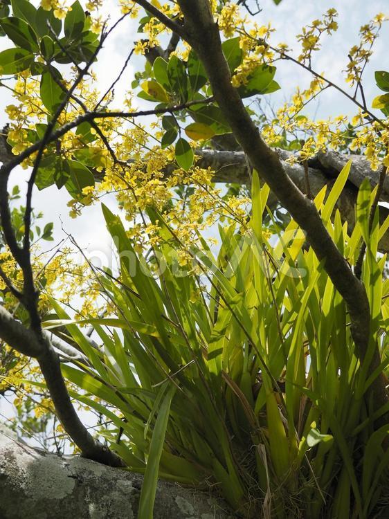 ミルトニジウム（沖縄県那覇市）