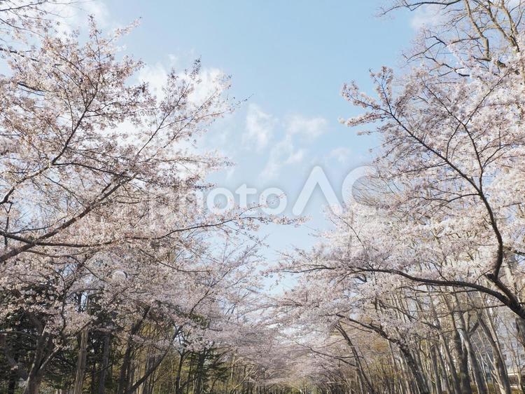 桜並木（北海道札幌市、中島公園）