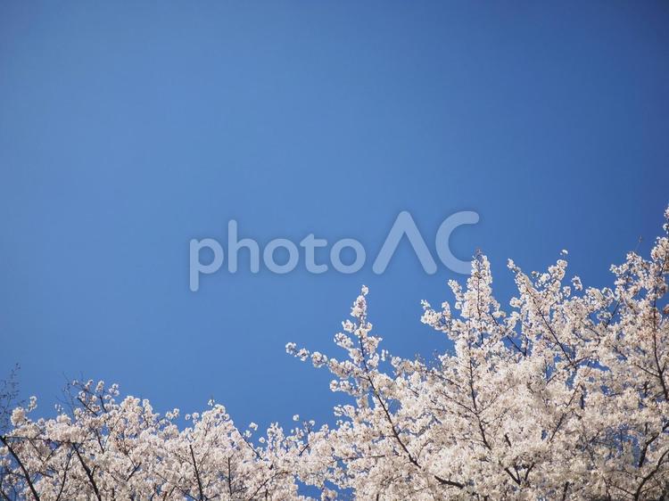ソメイヨシノ（北海道札幌市、大通公園）