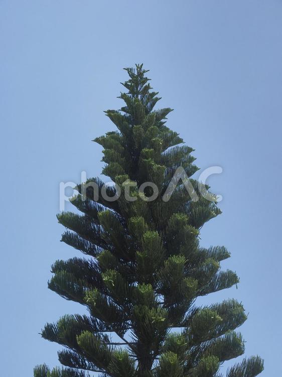 シマナンヨウスギと青空（沖縄県那覇市）