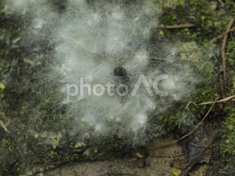 トックリキワタの綿内の種（沖縄県那覇市）