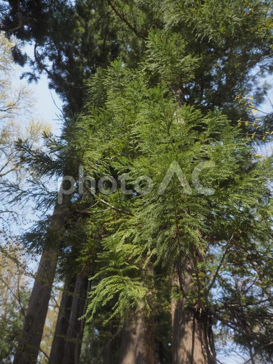 スギの幹（北海道札幌市、円山原始林）