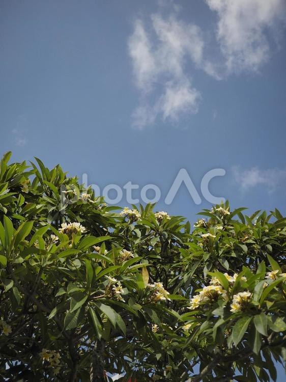 青空とプルメリア（沖縄県那覇市）