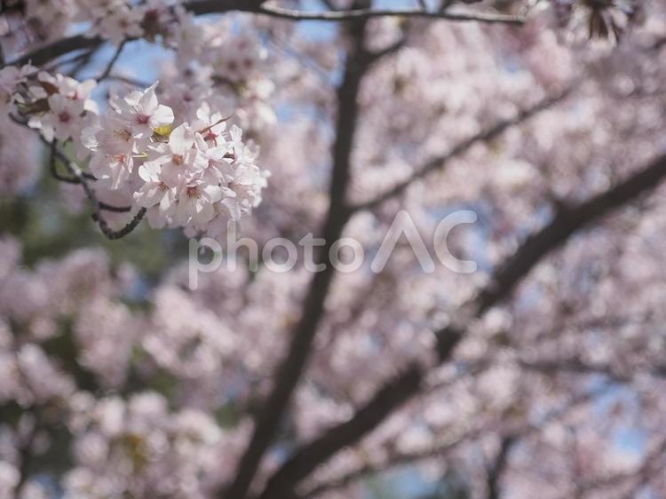 エゾヤマザクラ（北海道札幌市）