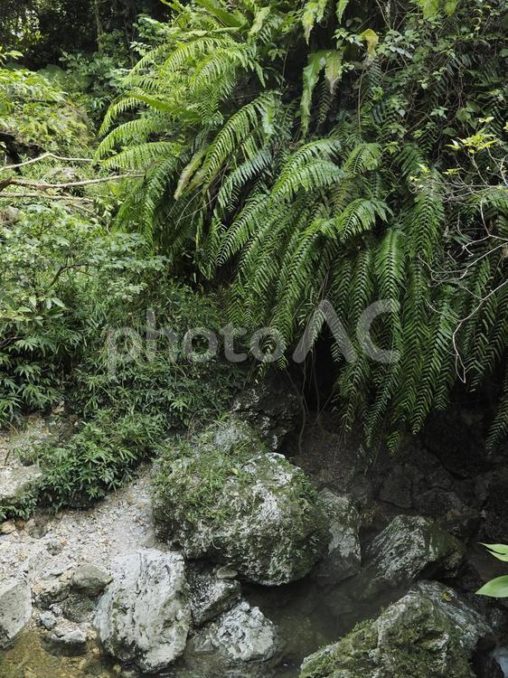森のしげみ、末吉公園（沖縄県那覇市）