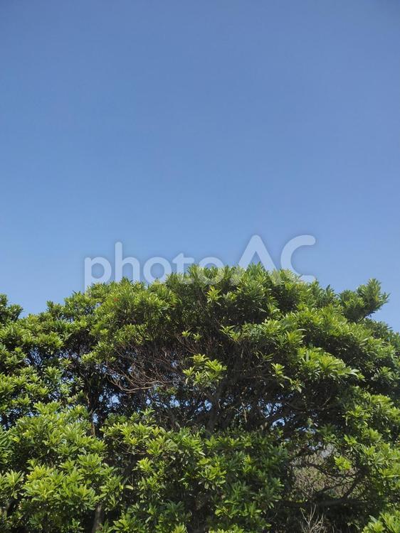 青々とした木と青空（沖縄県那覇市）
