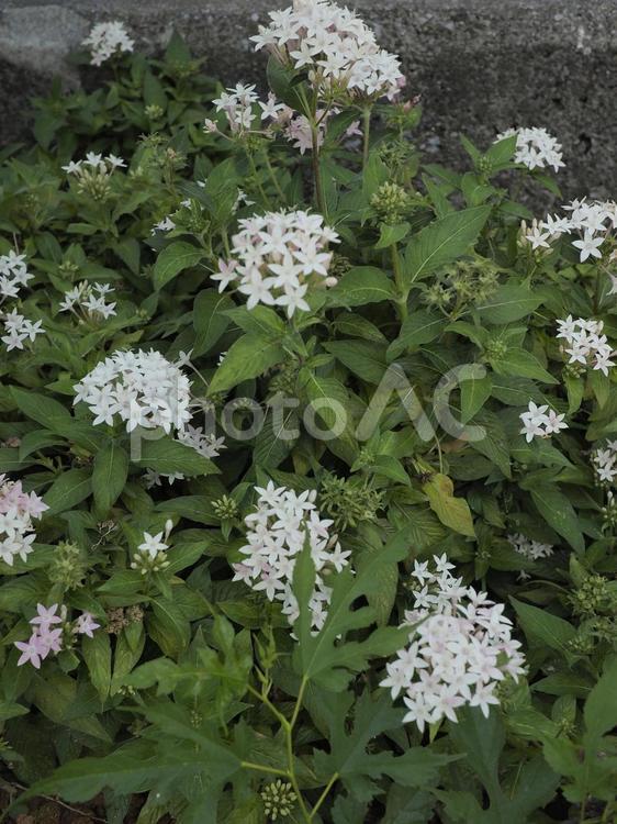クササンタンカ、ペンタス（沖縄県那覇市）