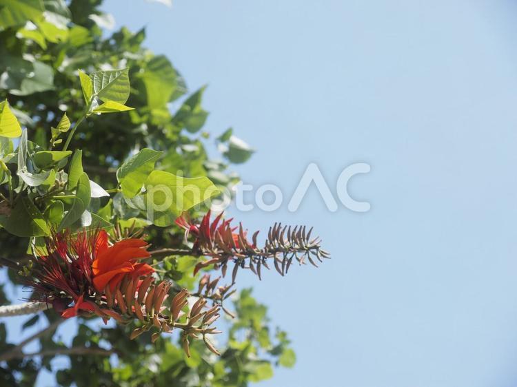 デイゴの花（沖縄県那覇市）