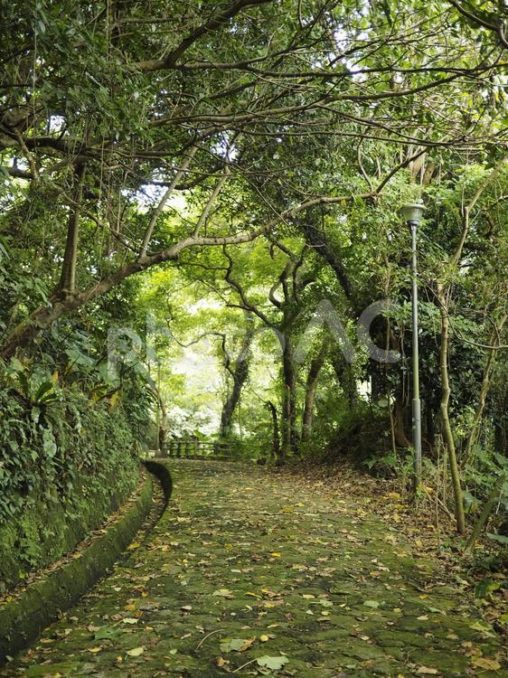 末吉公園の林道（沖縄県那覇市）