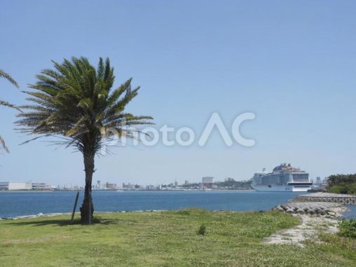 海岸の緑地とヤシ（波の上うみそら公園）