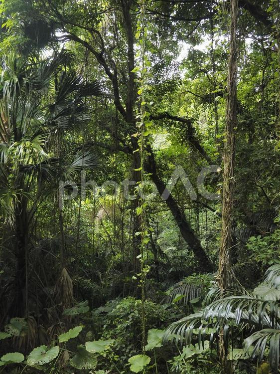 沖縄の森林、末吉公園（沖縄県那覇市）