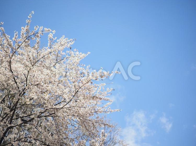 ソメイヨシノ（北海道札幌市、大通公園）