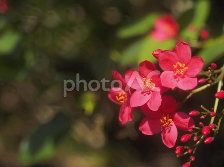 テイキンザクラ〔提琴桜〕（沖縄県那覇市）