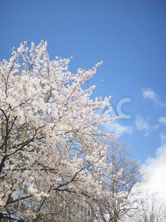 ソメイヨシノ（北海道札幌市、大通公園）