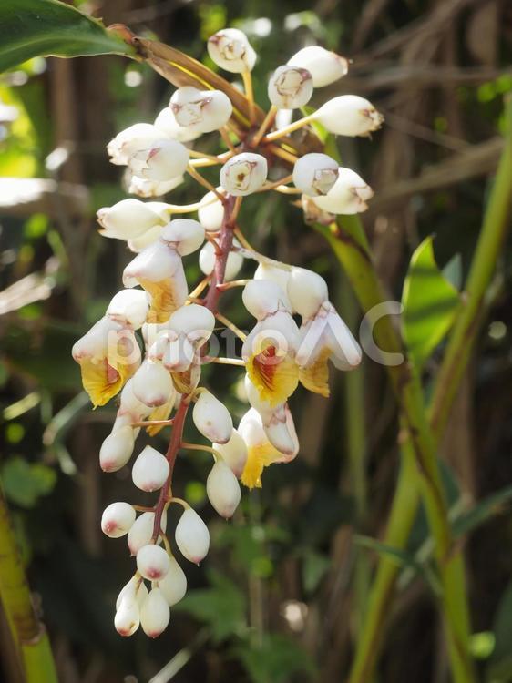 月桃の花（沖縄県宜野座村）