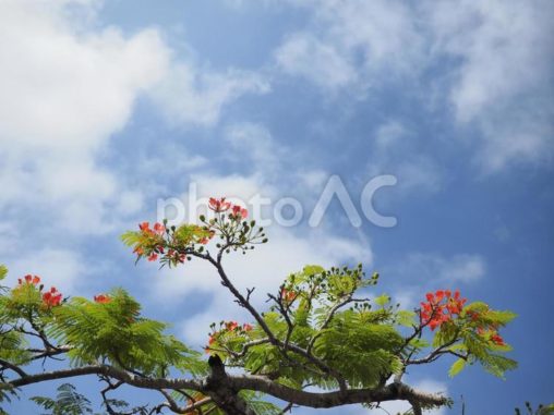 ホウオウボクの花開花（沖縄県那覇市）