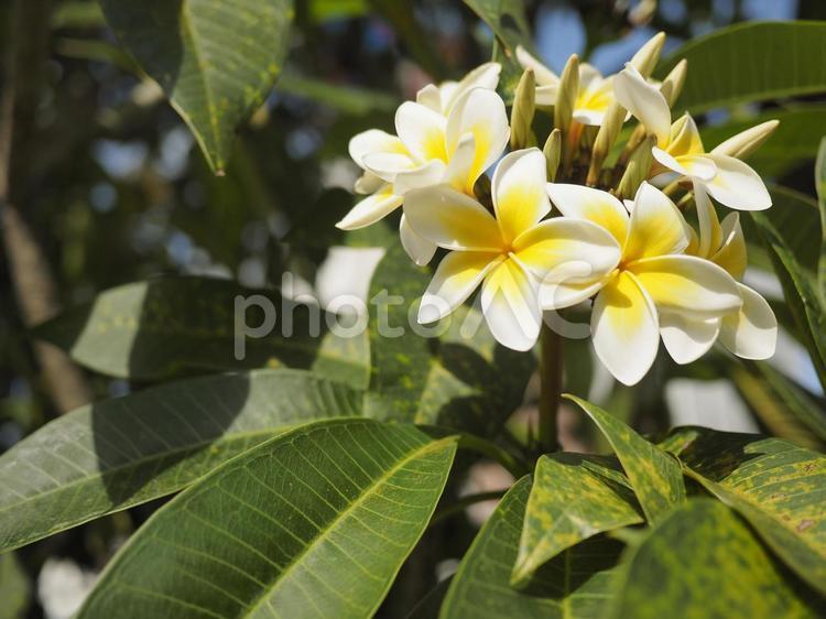 プルメリアの花（沖縄県那覇市）