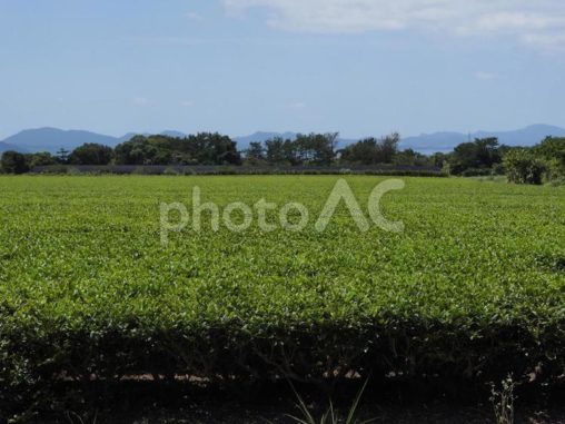 お茶畑（沖縄県名護市）