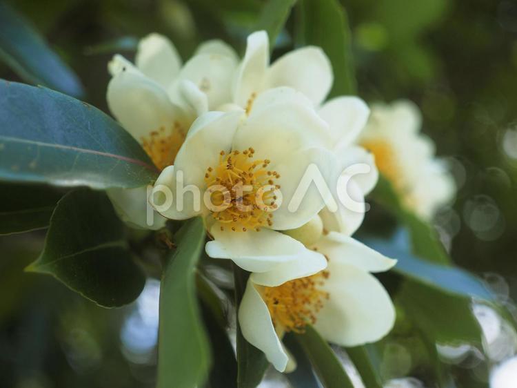 イジュの花（沖縄県名護市）