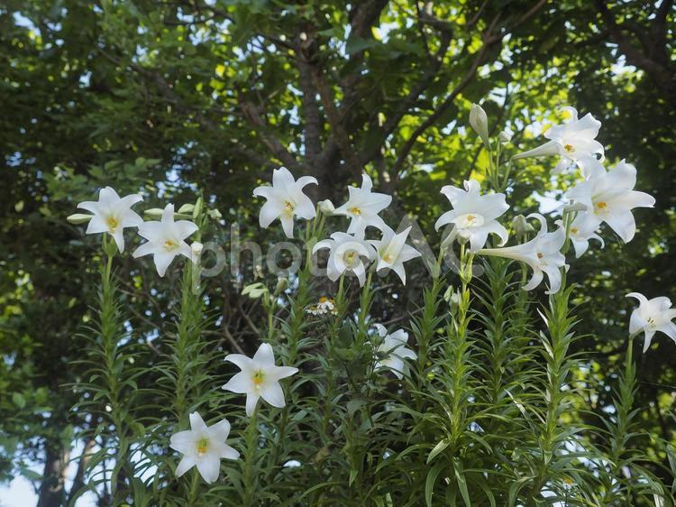 リュウキュウユリ（沖縄県那覇市）