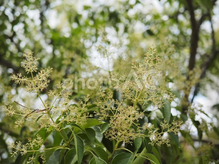 トウネズミモチ（沖縄県那覇市）