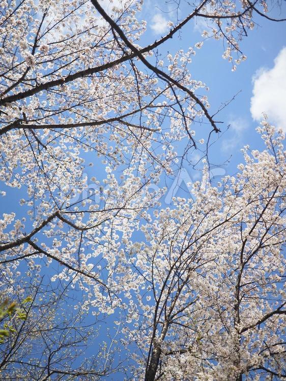 ソメイヨシノ（北海道札幌市、大通公園）
