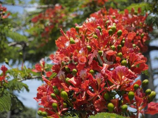 ホウオウボクの花（沖縄県浦添市）
