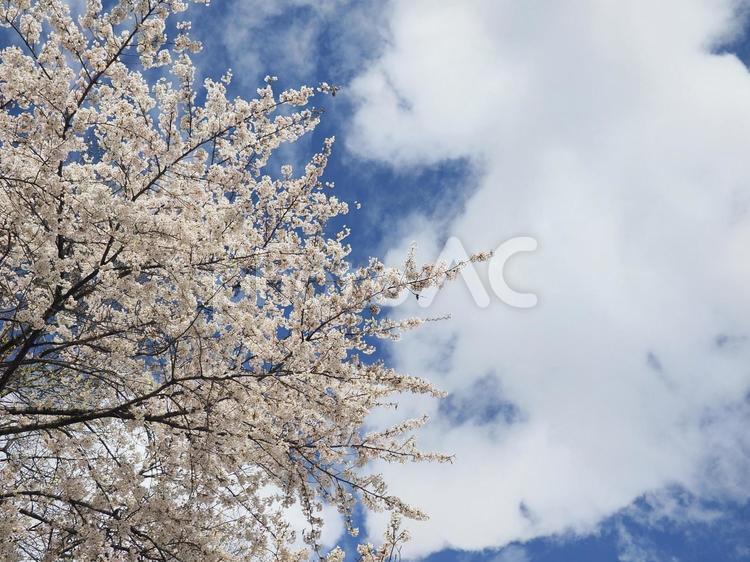 ソメイヨシノ（北海道札幌市、大通公園）