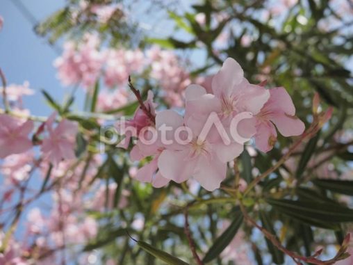 キョウチクトウ、ピンクの花（沖縄県那覇）