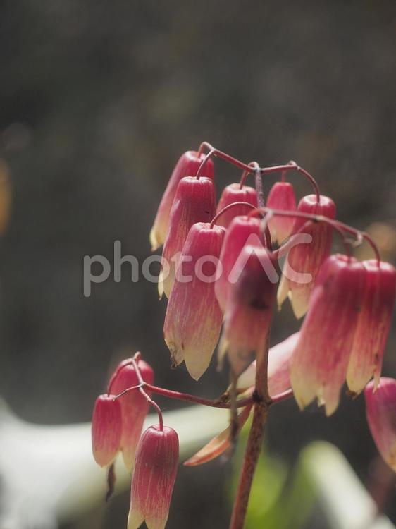セイロンベンケイ（沖縄県那覇市）