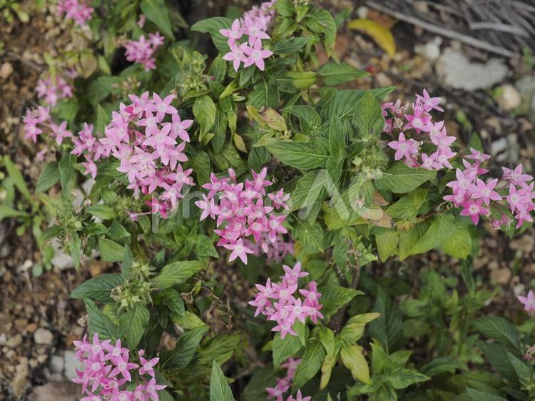 クササンタンカ、ペンタス（沖縄県那覇市）