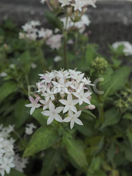 クササンタンカ、ペンタス（沖縄県那覇市）