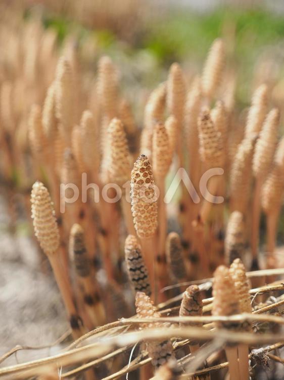 つくし（北海道余市町）