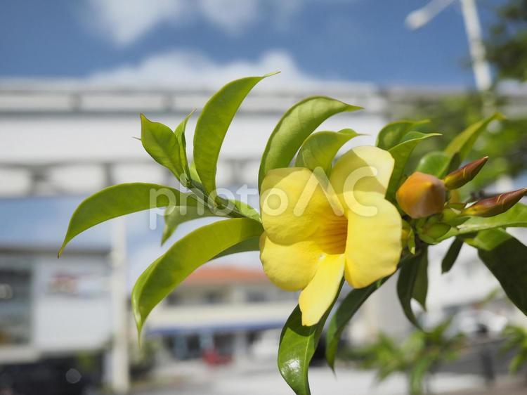 オオバナアリアケカズラ（沖縄県那覇市）