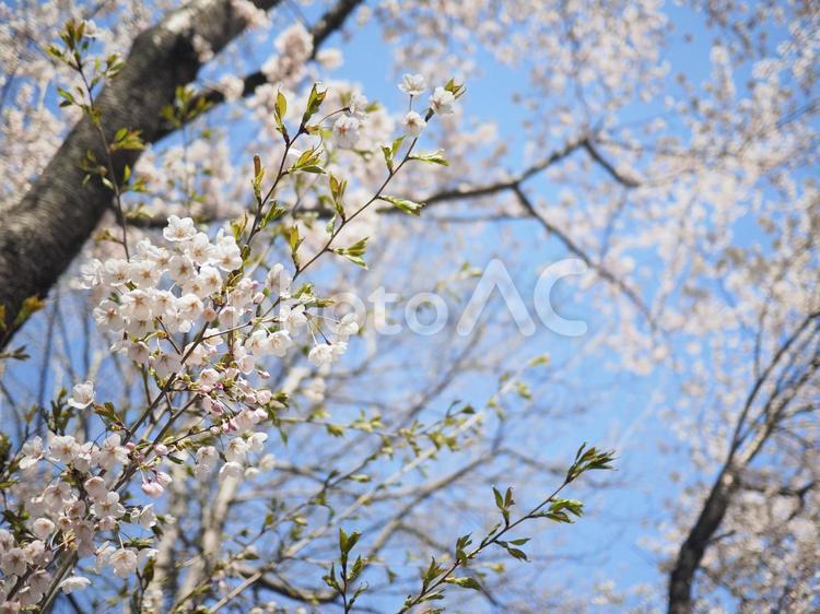 ソメイヨシノ（北海道札幌市、大通公園）