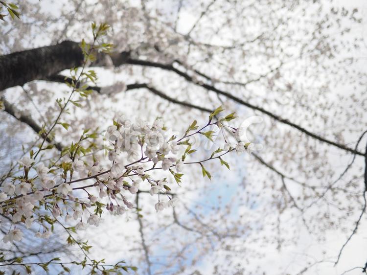 ソメイヨシノ（北海道札幌市、大通公園）